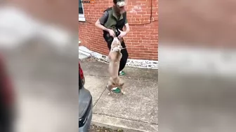 Ghetto Scum Laughs As He Allows His Pit Bull To Attack Homeless Man