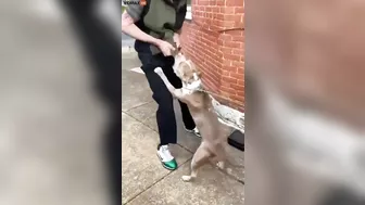 Ghetto Scum Laughs As He Allows His Pit Bull To Attack Homeless Man