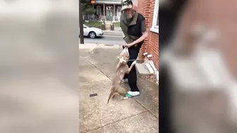 Ghetto Scum Laughs As He Allows His Pit Bull To Attack Homeless Man