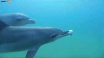 A Group Of Dolphins Get Excited About The Pufferfish