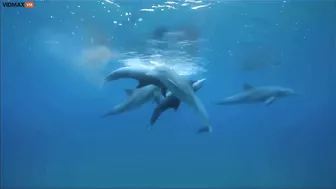 A Group Of Dolphins Get Excited About The Pufferfish