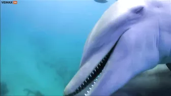 A Group Of Dolphins Get Excited About The Pufferfish