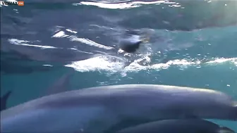 A Group Of Dolphins Get Excited About The Pufferfish