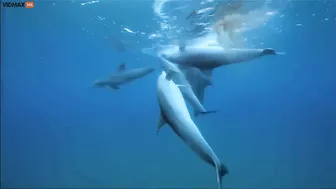 A Group Of Dolphins Get Excited About The Pufferfish