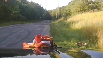 Michigan Police Rescue Bald Eagle Struck By Car