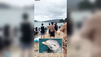 A Hypersexual Dolphin Has Been Accused Of Sexually Harassing Beachgoers