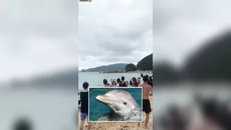 A Hypersexual Dolphin Has Been Accused Of Sexually Harassing Beachgoers