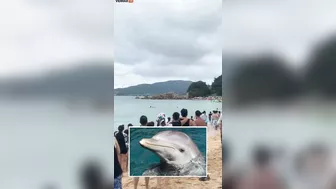 A Hypersexual Dolphin Has Been Accused Of Sexually Harassing Beachgoers