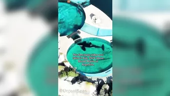 Activists Call On Argentine Zoo To Release This Orca