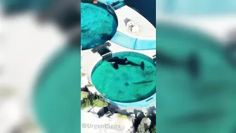 Activists Call On Argentine Zoo To Release This Orca