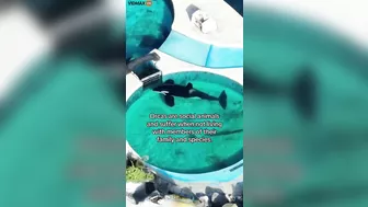 Activists Call On Argentine Zoo To Release This Orca