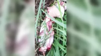 As A Result Of The Accident, The Man's Body Was Completely Mauled.