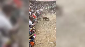 Go To Hell, You Bastard, Man Fell To His Death In Front Of The Bull