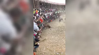 Go To Hell, You Bastard, Man Fell To His Death In Front Of The Bull