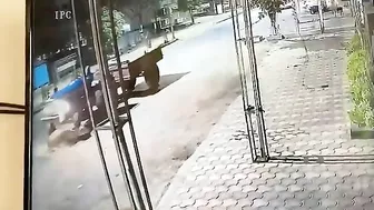 Tragic Cow Accident