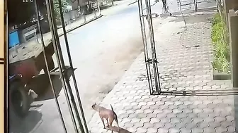 Tragic Cow Accident