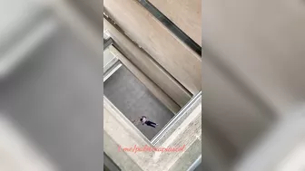 College Student Falls From High Building And Dies