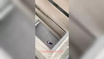 College Student Falls From High Building And Dies