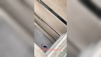 College Student Falls From High Building And Dies