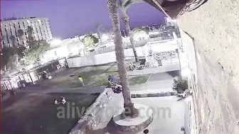 Woman Dies After Being Hit By Palm Tree