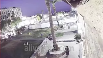 Woman Dies After Being Hit By Palm Tree