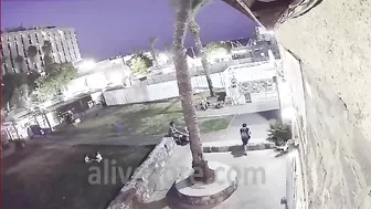Woman Dies After Being Hit By Palm Tree