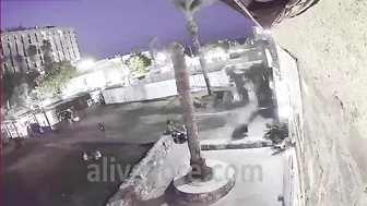 Woman Dies After Being Hit By Palm Tree