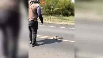 Man Was Crushed To Death After Trying To Save A Lizard From Being Hit By The Road