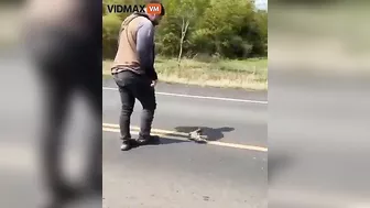 Man Was Crushed To Death After Trying To Save A Lizard From Being Hit By The Road