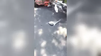 The Consequences Of A Head-on Collision Between Motorcyclists