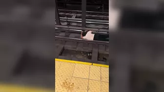 At First He Pretended, Then He Got Electrocuted