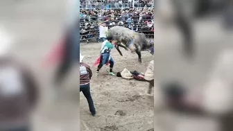 Bull Sacrifice Compilation