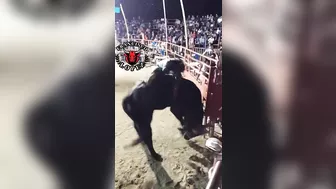 Bullfighter Dies Tragically