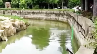 Desperate Zoo Worker Tries To Save Dog That Fell Into Pit