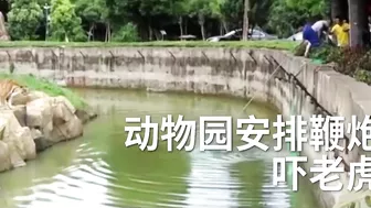 Desperate Zoo Worker Tries To Save Dog That Fell Into Pit