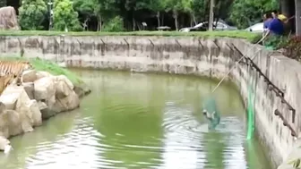 Desperate Zoo Worker Tries To Save Dog That Fell Into Pit