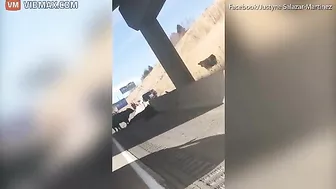 Dozens Of Cattle Scattered On Highway After Truck Accident