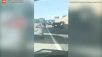 Dozens Of Cattle Scattered On Highway After Truck Accident