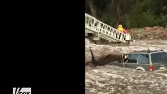 A Driver And His Dog Were Dramatically Rescued From The Water