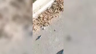 Cyclist Killed By Stupid Driver In Accident