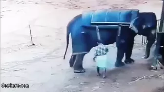 Mahout Trampled To Death By Elephant In Kerala
