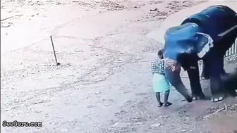 Mahout Trampled To Death By Elephant In Kerala