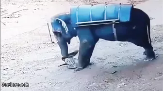Mahout Trampled To Death By Elephant In Kerala