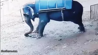 Mahout Trampled To Death By Elephant In Kerala