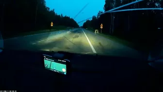 Moose Suddenly Appeared And Hit The Car