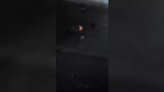 One Cyclist Was Impaled On A Fence And Another Was Torn To Pieces