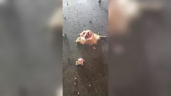 One Cyclist Was Impaled On A Fence And Another Was Torn To Pieces