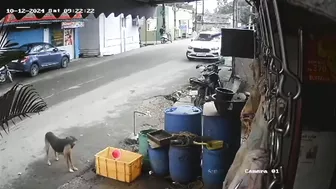 One Less Piece Of Street Shit In The World