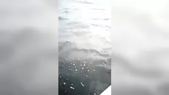 Shark Attacks Tourists...boat Hits Shark