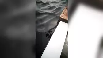 Shark Attacks Tourists...boat Hits Shark